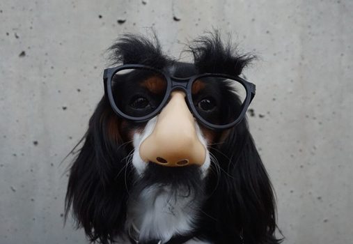 My Most Comical Moments as an Animal Communicator