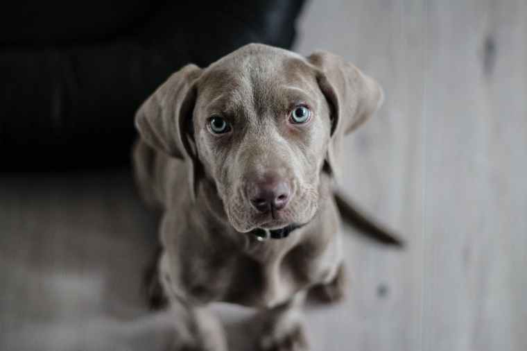 weimaraner-puppy-dog-snout-97082.jpeg