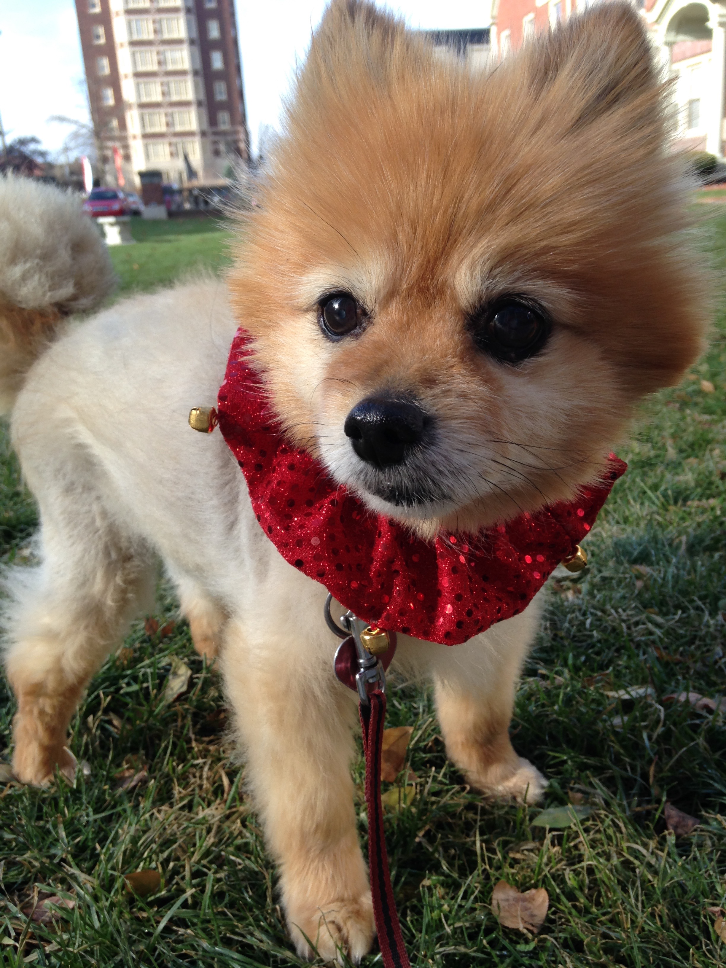 Animal Communication